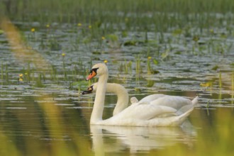 Mute swans (Cygnus olor), juvenile, water, Lower Austria