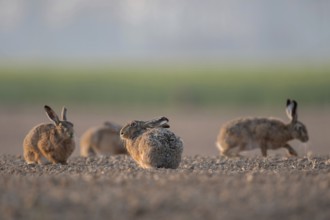 Gathered... Brown hares (Lepus europaeus), hares squatting, sitting, running together in a small
