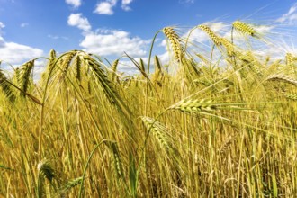 Grain field, in front of harvest, barley, near Bottrop-Kirchhellen, North Rhine-Westphalia,
