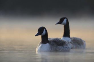 Mystical morning... Canada geese (Branta canadensis), two wild geese emerge from wafts of mist at
