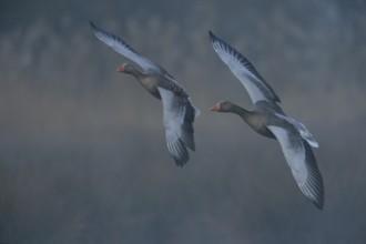 In the early morning fog... Greylag geese (Anser anser), pair, couple flying side by side in