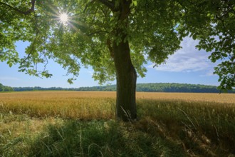 Large walnut tree provides shade over a golden field with a bright blue sky, summer, Neubrunn,