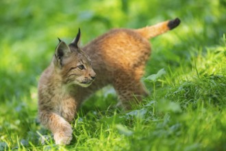 Eurasian lynx (Lynx lynx) youngster on a meadow, Bavaria, Germany, Europe