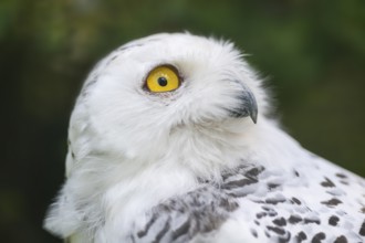 Snowy owl (Bubo scandiacus), portrait, Bavaria, Germany, Europe