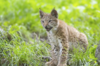 Eurasian lynx (Lynx lynx) youngster on a meadow, Bavaria, Germany, Europe