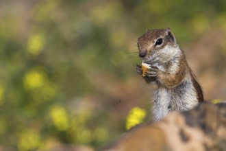 Atlas squirrel (Atlantoxerus getulus) or North African bristle squirrel, Fuerteventura, Canary