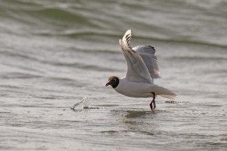 Black-headed gull (Chroicocephalus ridibundus) in summer plumage, flying above the sea surface,