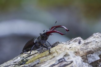 Fascinating stag beetle (Lucanus cervus), insect of the year 2012, June, Saxony, Germany, Europe