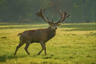 Red deer (Cervus elaphus), majestic stag with antlers roaming through the grass in soft morning