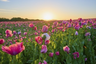 Opium poppy (Papaver somniferum), pink poppies in a soft sunrise and a peaceful natural atmosphere,
