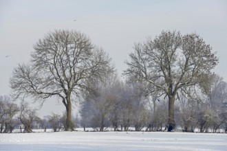 Row of old trees and hedgerow bushes on a frosty winter morning in rural environment, typical view