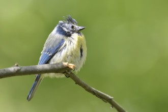 Feather loss on the head... Blue tit (Cyanistes caeruleus), probably sick bird, perhaps infested