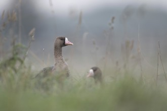 In the tall grass... White-fronted geese (Anser albifrons), wild geese on the meadows on the Lower