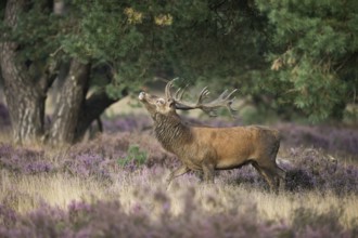 Threatening behaviour... Red deer (Cervus elaphus), capital stag in the midst of flowering heath
