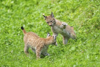 Eurasian lynx (Lynx lynx) youngster on a meadow, Bavaria, Germany, Europe