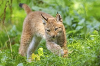 Eurasian lynx (Lynx lynx) youngster on a meadow, Bavaria, Germany, Europe
