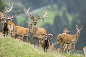 Red deer (Cervus elaphus) stag Mouflon (Ovis gmelini) ram on a meadow in tirol, Kitzbühel, Wildpark