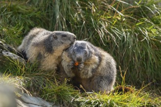 Alpine marmot (Marmota marmota) in autumn, Grossglockner, High Tauern National Park, Austria,