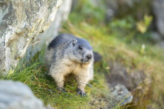 Alpine marmot (Marmota marmota) in autumn, Grossglockner, High Tauern National Park, Austria,
