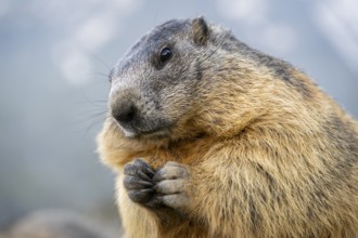 Alpine marmot (Marmota marmota) in autumn, Grossglockner, High Tauern National Park, Austria,