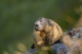 Alpine marmot (Marmota marmota) in autumn, Grossglockner, High Tauern National Park, Austria,