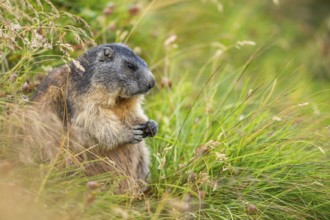 Alpine marmot (Marmota marmota) in autumn, Grossglockner, High Tauern National Park, Austria,