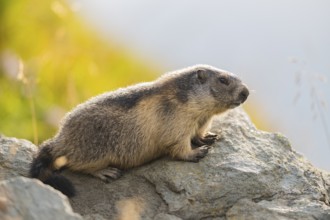 Alpine marmot (Marmota marmota) in autumn, Grossglockner, High Tauern National Park, Austria,