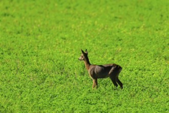 A roe deer stands quietly in the middle of a wide green meadow, Roe deer (Capreolus capreolus),
