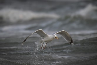 Herring gull (Larus argentatus) in the surf with a captured starfish in its beak, Hvide Sande,