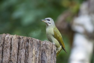 Grey-headed Woodpecker (Picus canus) wbl Germany