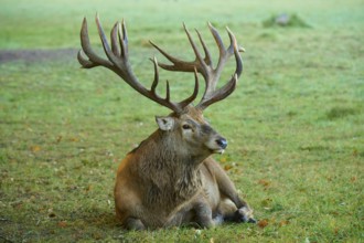 Red deer (Cervus elaphus), with large antlers lying on a green meadow, Germany, Europe