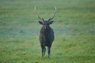 Sika deer (Cervus nippon), with antlers on a green meadow, surrounded by natural twilight, Germany,