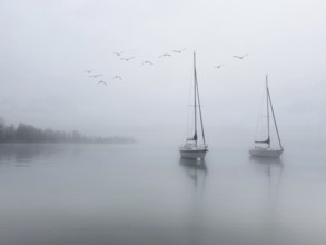 Sailboats on Lake Starnberg in foggy weather, a group of seagulls flies above, Bavaria, Germany,