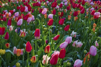 A field of pink, yellow and red tulips glowing in the sunlight. The colours are vibrant and