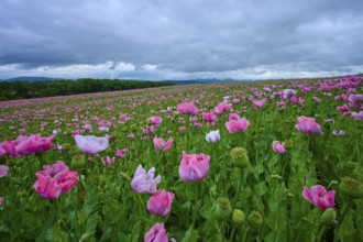 Opium poppy (Papaver somniferum), under a cloudy sky in a field, summer, Germerode, Geo nature park