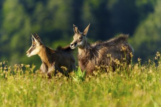 Two chamois enjoying the morning atmosphere in a meadow in front of a forest background, chamois,