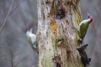 Grey-headed Woodpecker (Picus canus) wbl and Green Woodpecker (Picus viridis) ml Germany