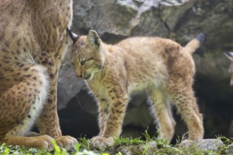 Eurasian lynx (Lynx lynx) youngster, Bavaria, Germany, Europe