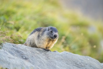 Alpine marmot (Marmota marmota) youngster in autumn, Grossglockner, High Tauern National Park,