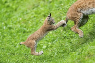 Eurasian lynx (Lynx lynx) youngster on a meadow, Bavaria, Germany, Europe