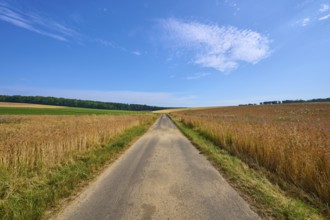 Long field path through cornfields under a blue sky with light clouds, summer, Retzstadt, Main