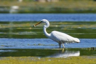 The heron holds a fish in its beak at the water's edge, Great White Egret (Ardea alba, Syn.: