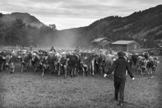 Allgäu cows are collected in the valley for cattle seperation, Hinterstein, Bad Hindelang, Bavaria,
