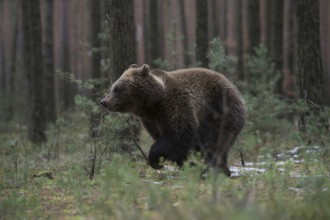 In a sprint... European brown bear (Ursus genus arctos), young bear running at high speed through