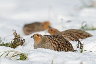 Scrutinising glances at the sky... Grey partridges (Perdix perdix) in winter in the snow, looking