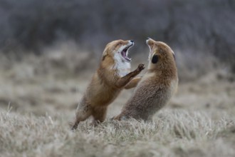 On their hind paws... Red fox (Vulpes vulpes), two foxes fighting, fierce fight, attacking each