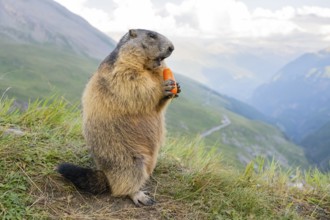 Alpine marmot (Marmota marmota) in autumn, Grossglockner, High Tauern National Park, Austria,