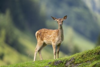 Red deer (Cervus elaphus) fawn on a meadow in tirol, Austria, Europe