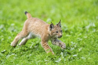 Eurasian lynx (Lynx lynx) youngster on a meadow, Bavaria, Germany, Europe