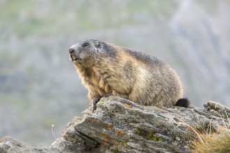 Alpine marmot (Marmota marmota) in autumn, Grossglockner, High Tauern National Park, Austria,
